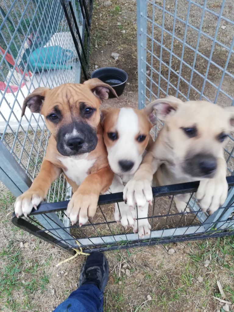 Arnaud Bonnafour - American Staffordshire Terrier - Portée née le 16/06/2021