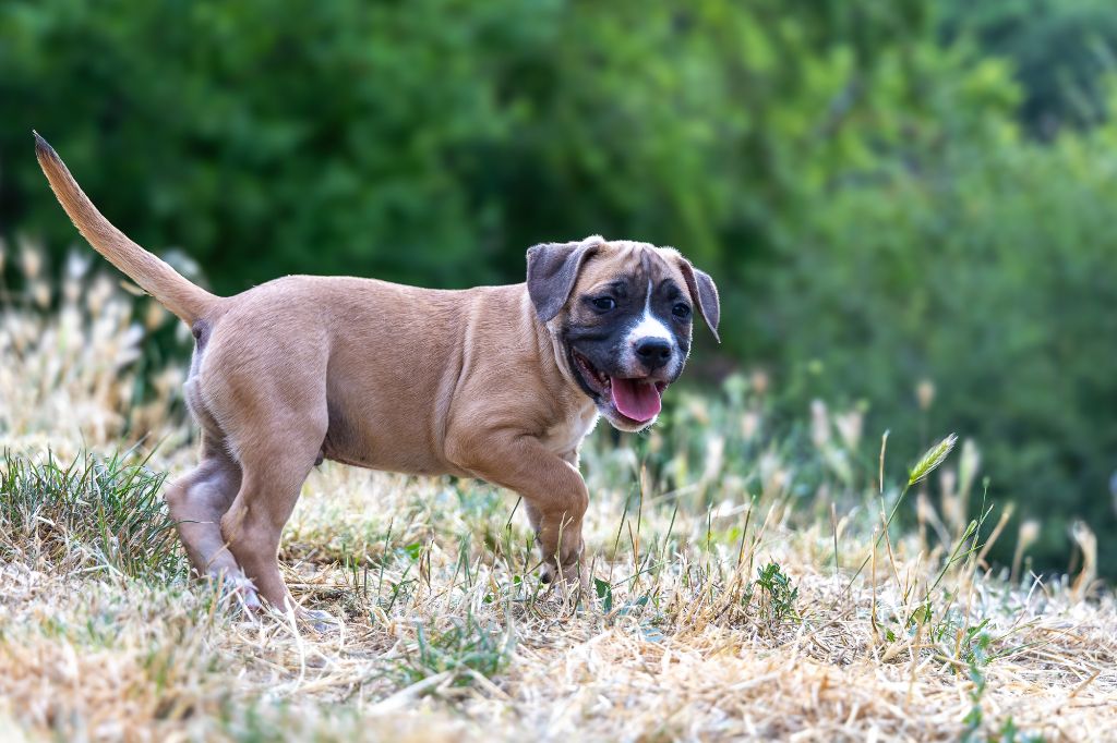 Arnaud Bonnafour - Chiots disponibles - American Staffordshire Terrier