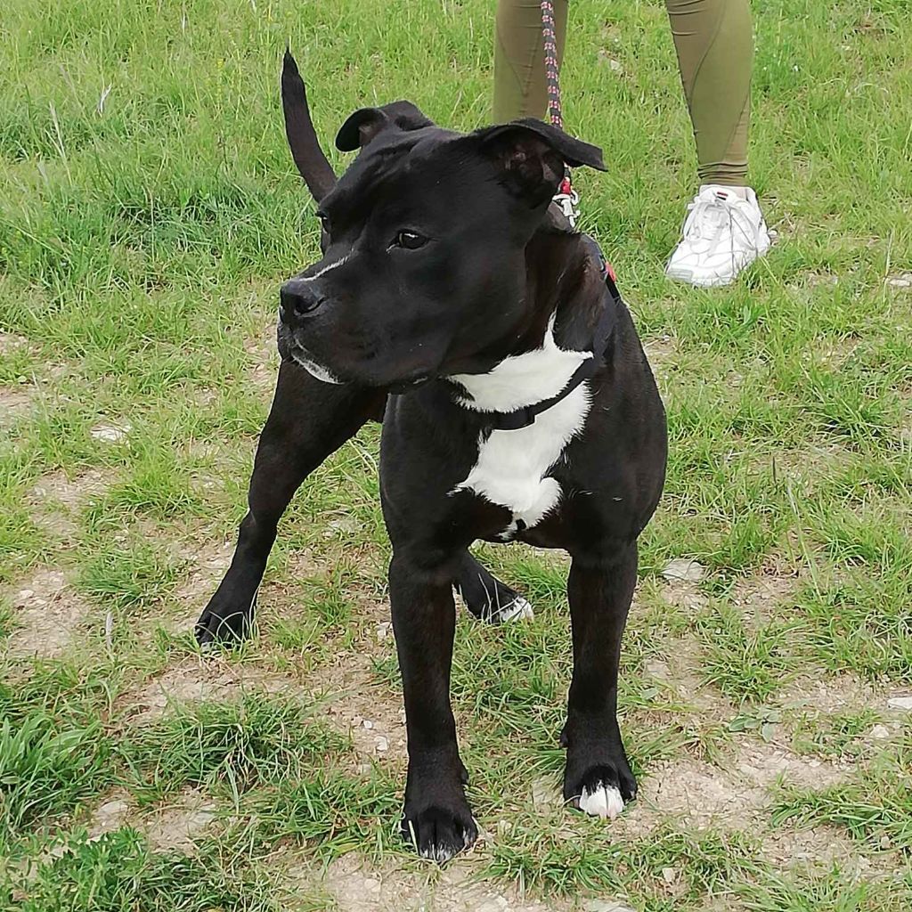 Arnaud Bonnafour - American Staffordshire Terrier - Portée née le 18/06/2021