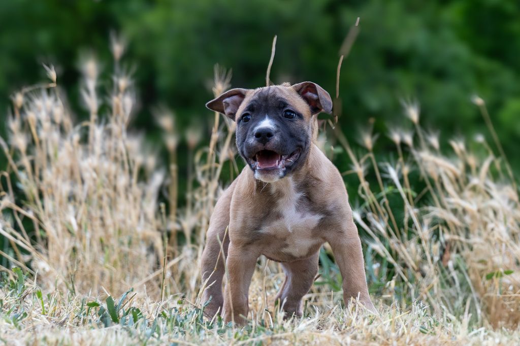 Arnaud Bonnafour - Chiots disponibles - American Staffordshire Terrier