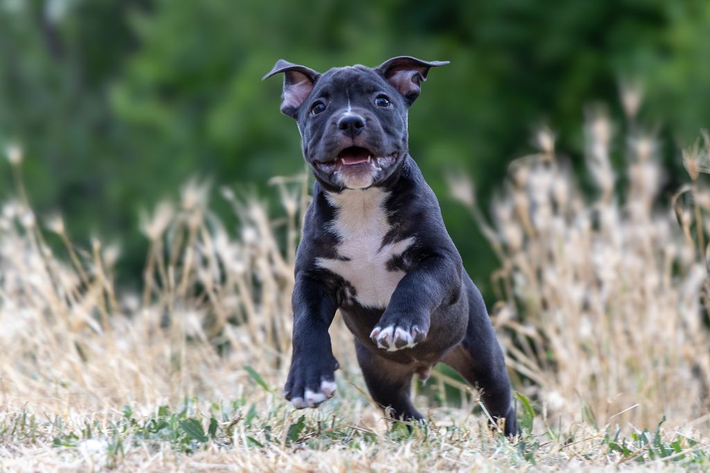 Arnaud Bonnafour - Chiots disponibles - American Staffordshire Terrier