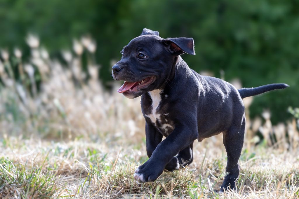 Arnaud Bonnafour - Chiots disponibles - American Staffordshire Terrier