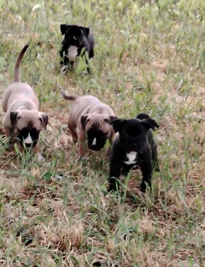 Arnaud Bonnafour - American Staffordshire Terrier - Portée née le 10/05/2025